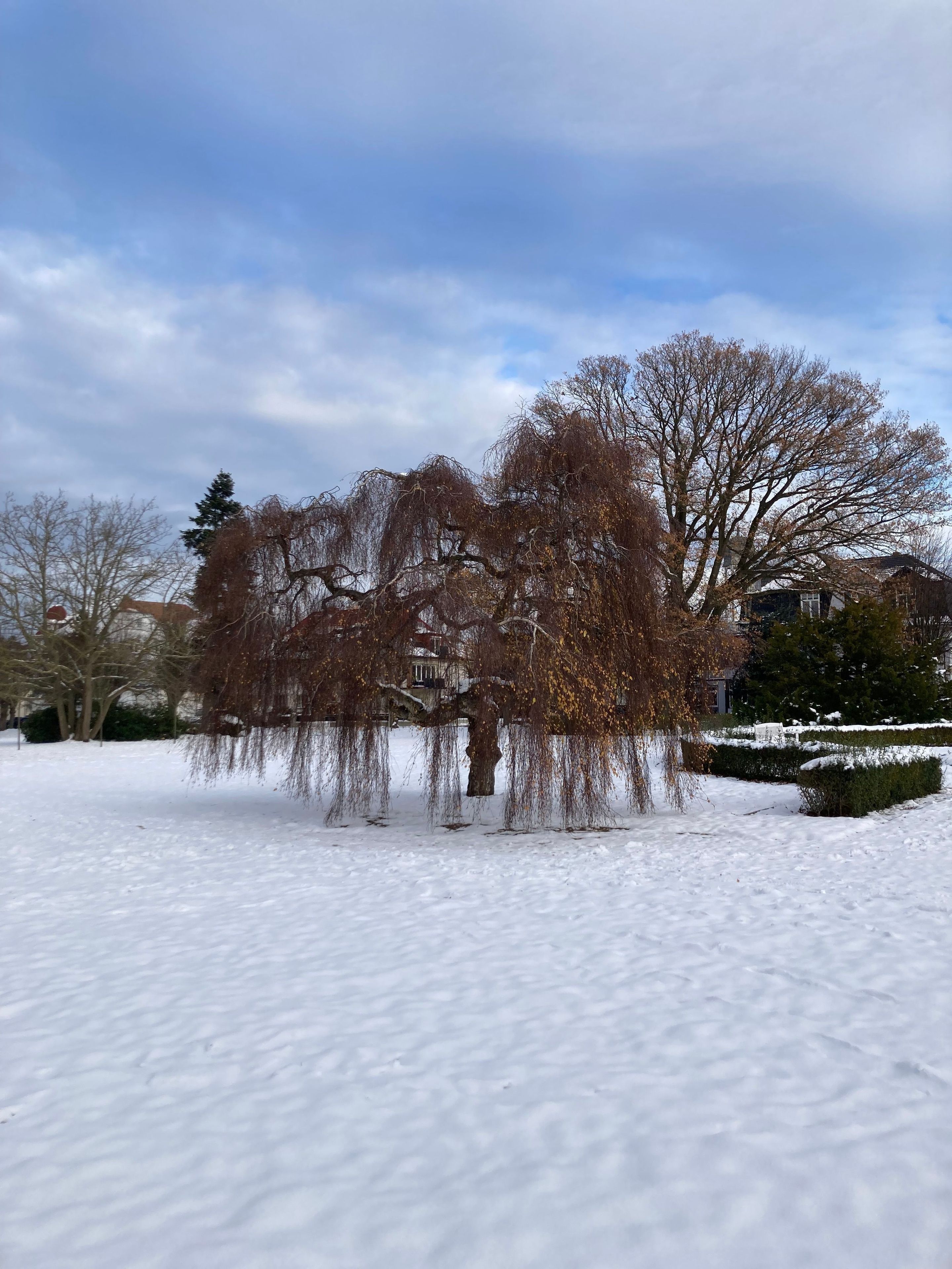 En snedækket park med nøgne træer og en klar himmel.