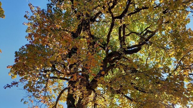 Un gran árbol con hojas amarillas frente a una cabaña de madera con un porche.