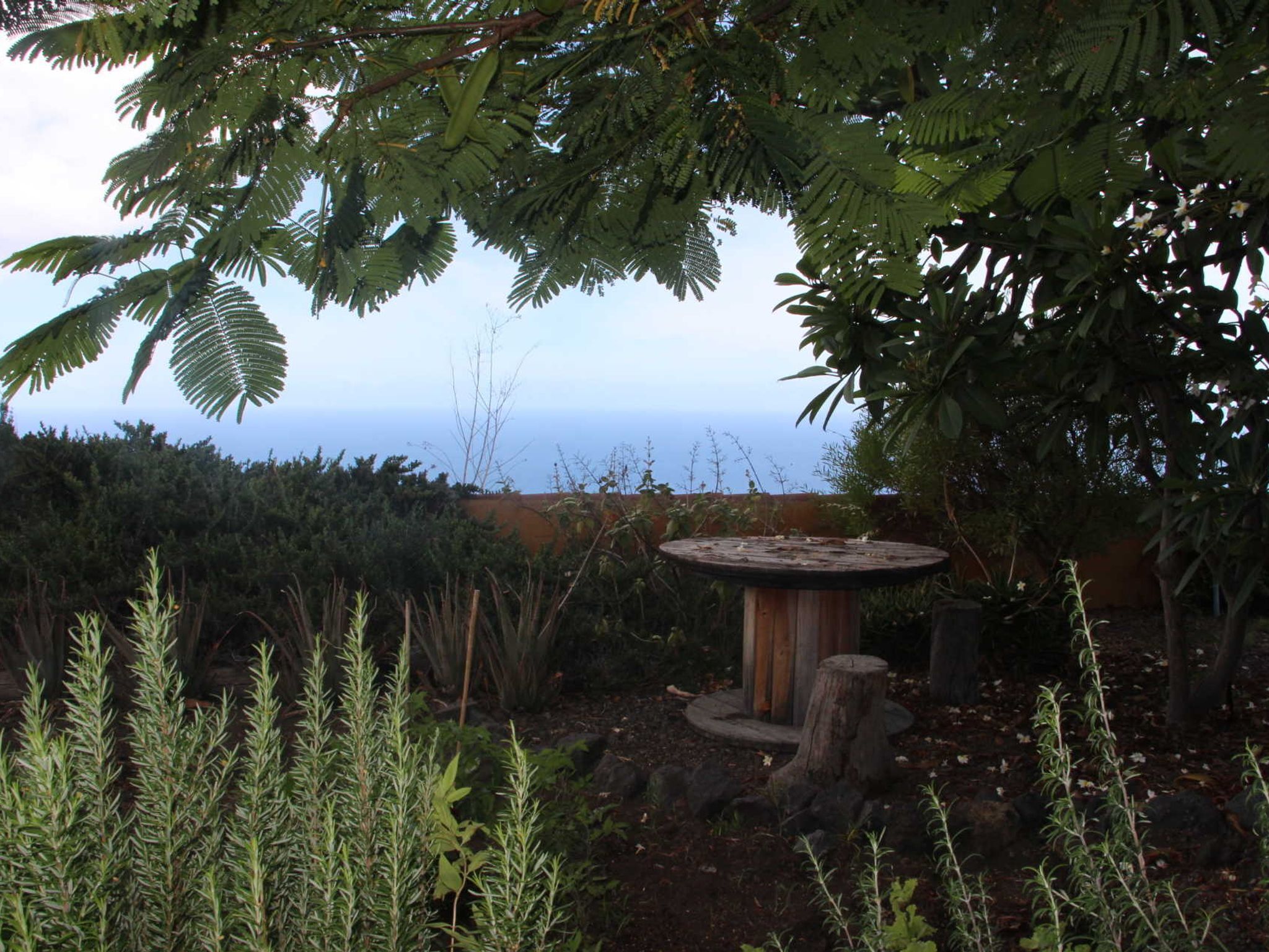 Un jardín con una mesa de madera rodeada de diversas plantas y un árbol de follaje denso.