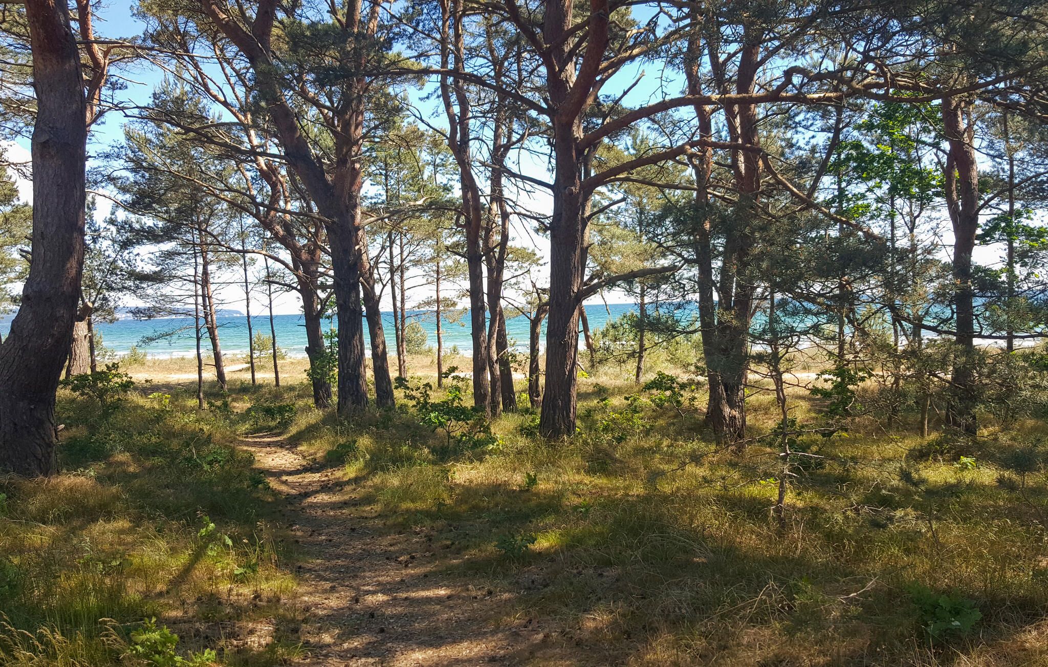 A forested path leading to a beach with clear skies.