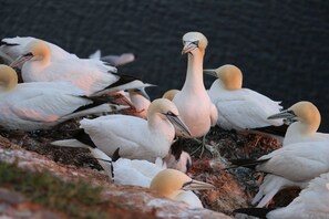 Unclassified image, 2 of 14, button