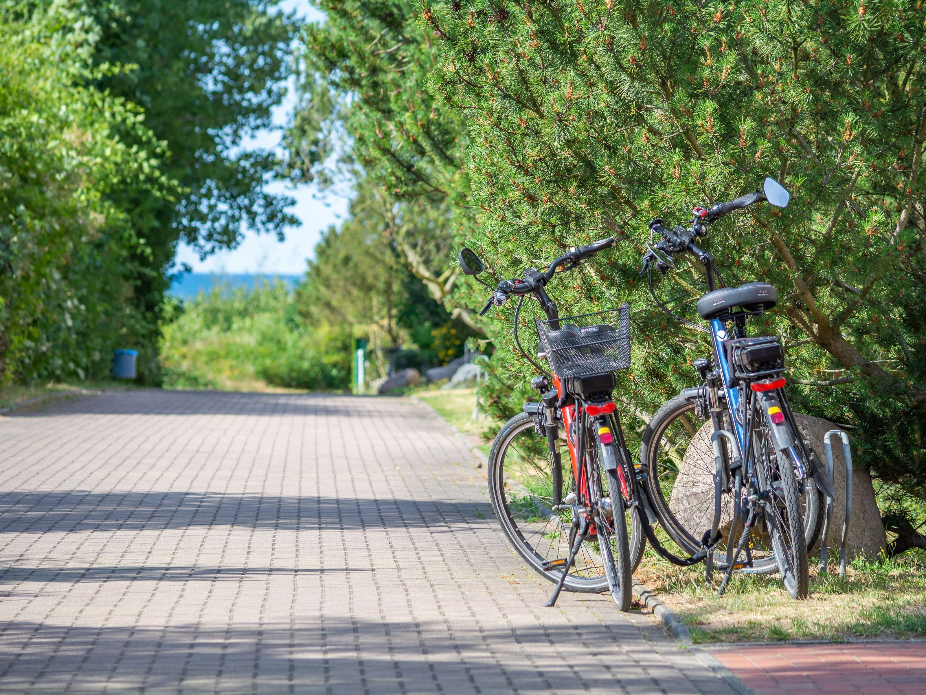 A paved pathway with two bicycles parked on the side, surrounded by greenery and trees.