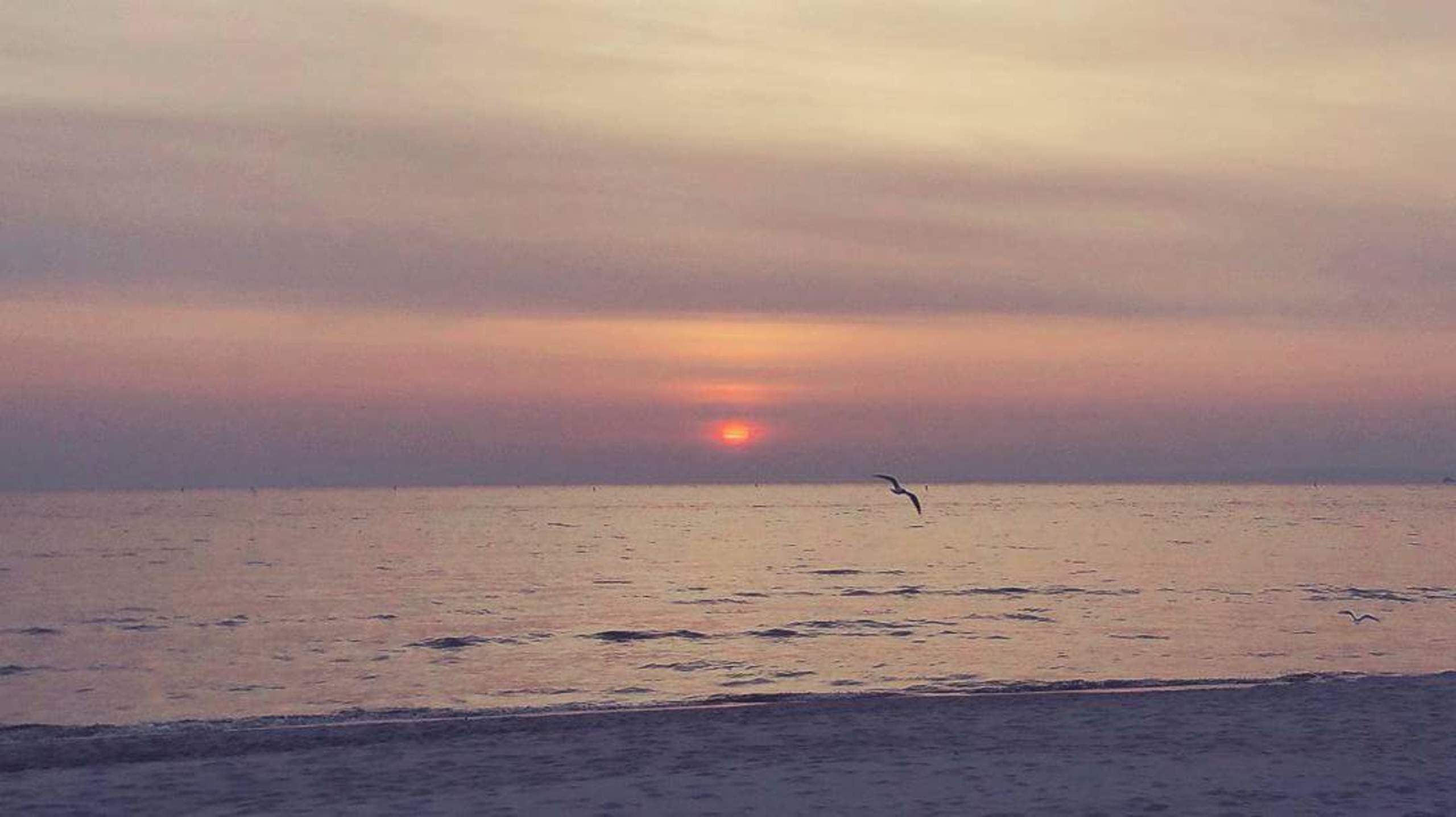 Ein Sonnenuntergang über ruhigem Meer mit einem Vogel am Horizont.