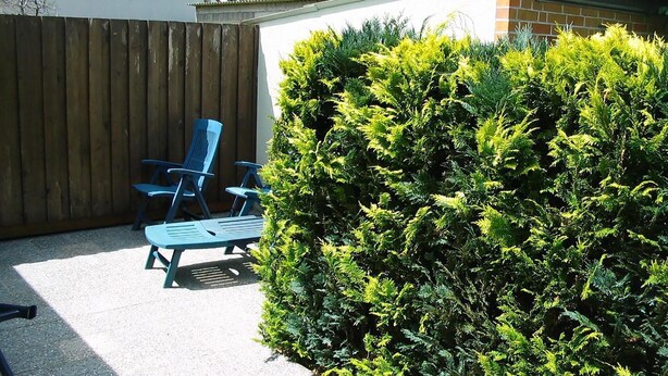 Een achtertuin met een houten schutting, twee blauwe stoelen en een dichte groene haag.