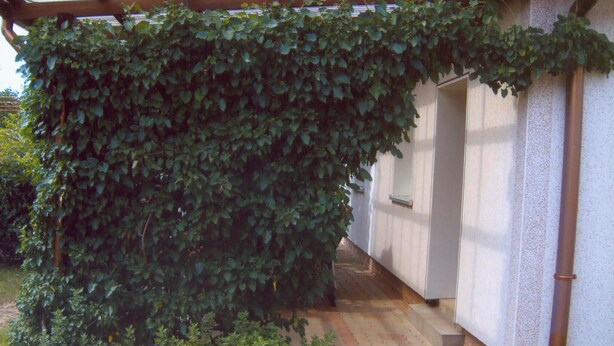 A building partially covered by a dense ivy plant.