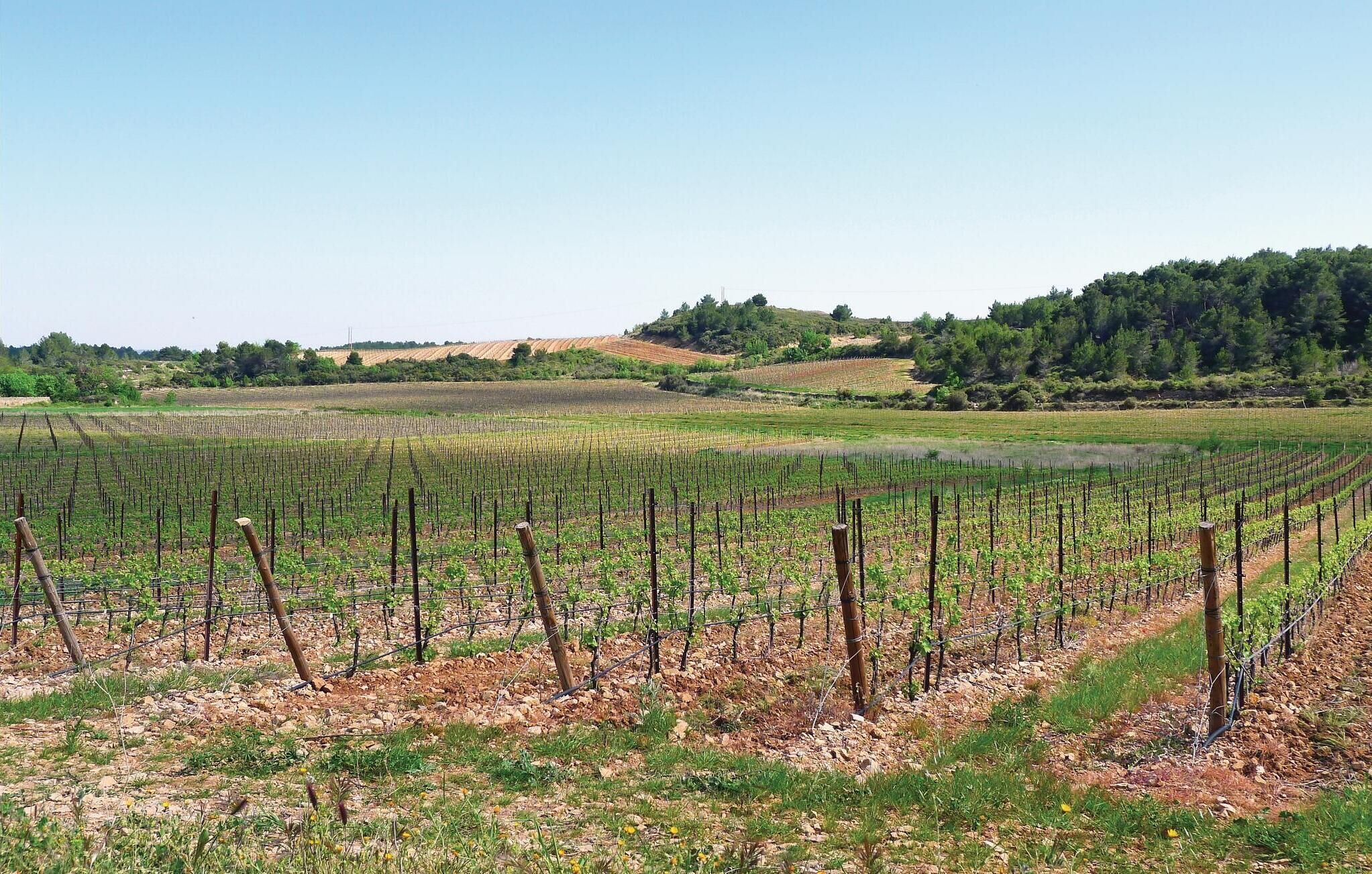 A vineyard with rows of grapevines, a hilly landscape, and a forest in the background.