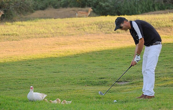 A golf course with a person preparing to putt, a white duck, and its ducklings.