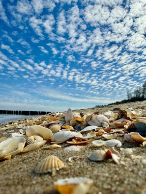 A beach with scattered seashells and a clear sky.