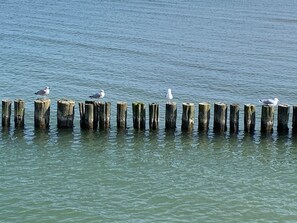 Niet-geclassificeerde afbeelding, 4 van 37, knop