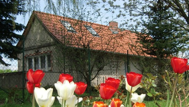 A house with a red-tiled roof, surrounded by a chain-link fence, and red and white tulips in the foreground.