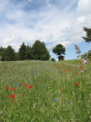 Unclassified image, 5 of 77, button