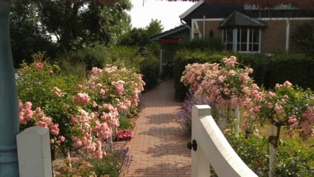 A pathway flanked by pink flowering plants leading to a building with a brick facade. - 1-room apartment 1, 30 m² - Graf Luckner Hüs (Scharbeutz)