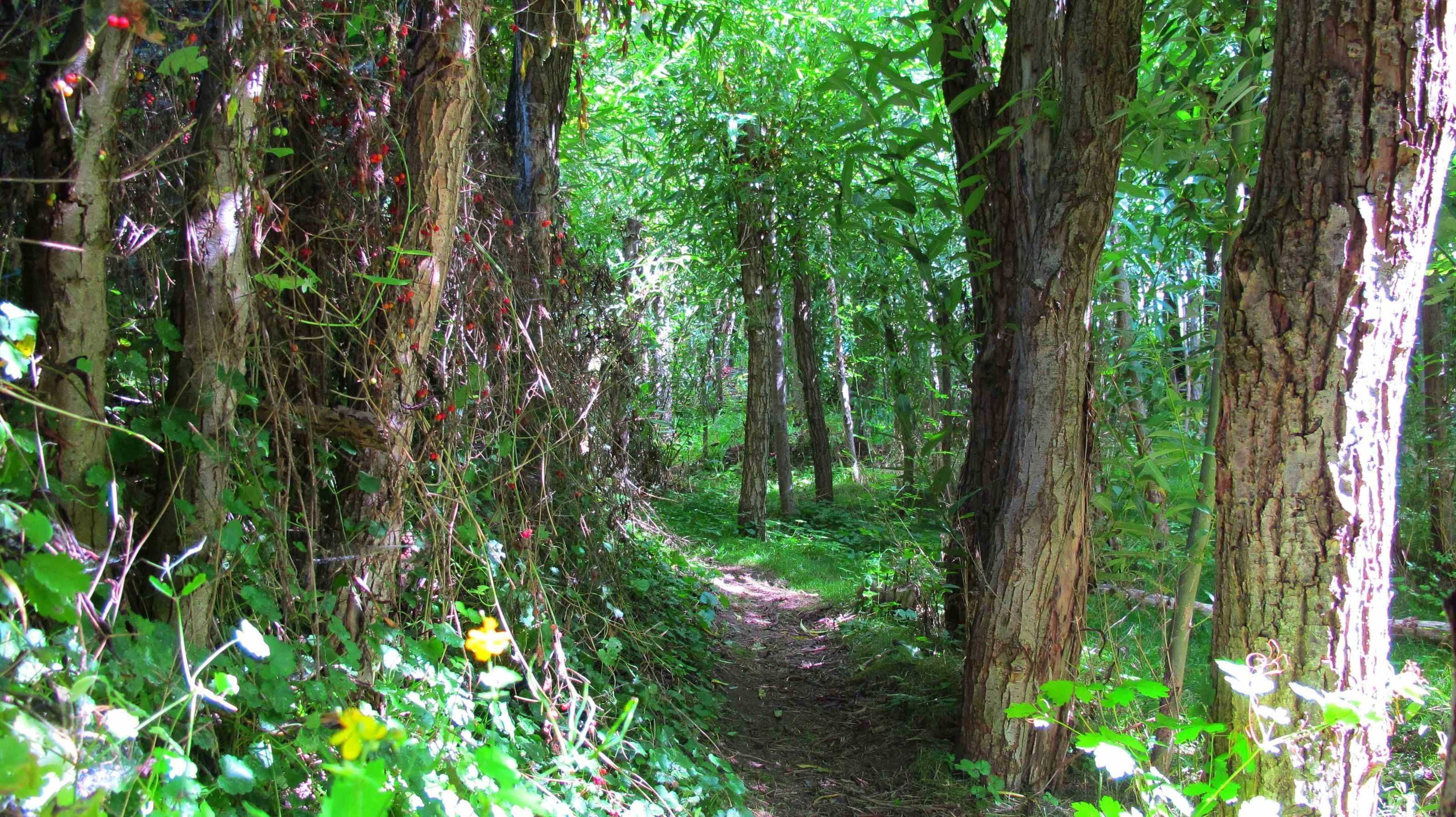 Un sentier forestier bordé d’arbres et de verdure.