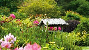 A garden with a small wooden structure surrounded by various plants and flowers.