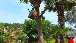 A garden with various plants and a palm tree. - Holiday apartment with terrace (Veli Lošinj)