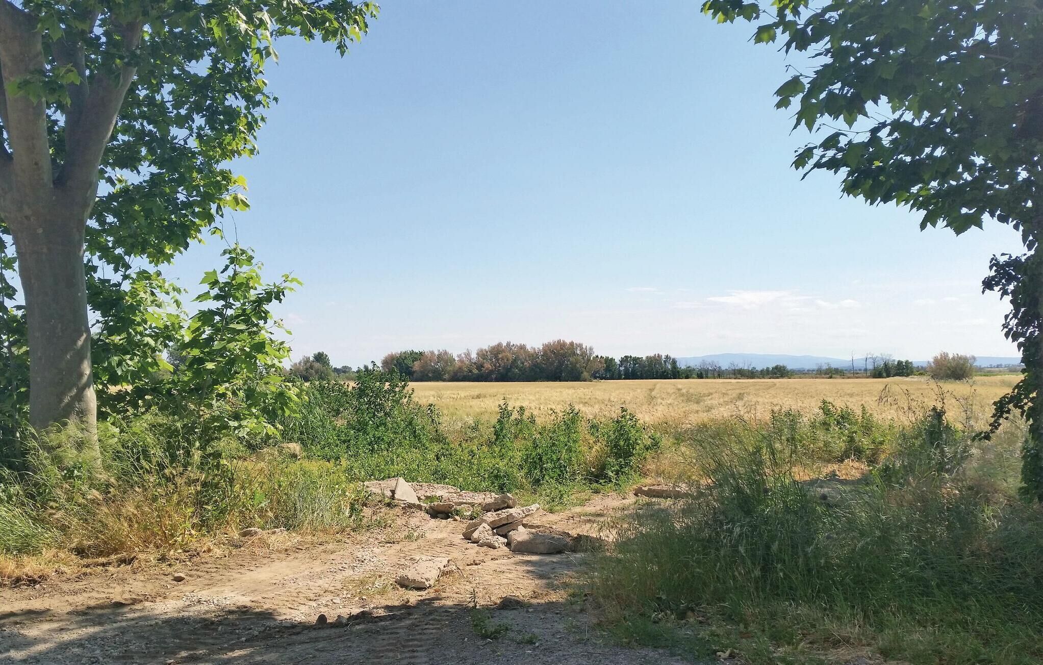 Ländliche Landschaft mit einem Feldweg, der durch ein Feld führt, umgeben von Bäumen und Vegetation.
