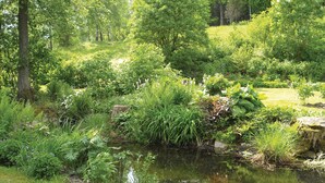 Un jardin paisible avec un étang, entouré d’une végétation luxuriante et d’arbres.