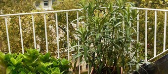 Lejlighed Stadtmitte - Dachapartment