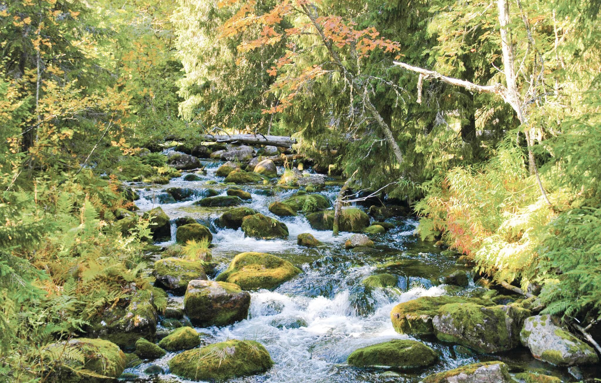 A natural stream with rocks and greenery.