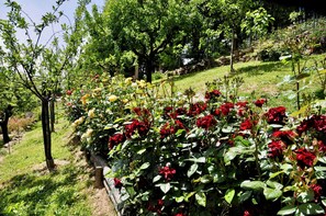 A garden with a variety of flowering plants, including red roses, and a wooden fence.