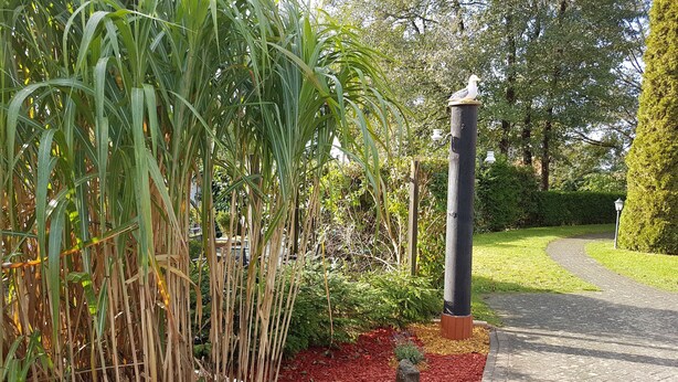 Un vialetto nel giardino con una casetta per uccelli su un palo, circondato da piante e pacciamatura.