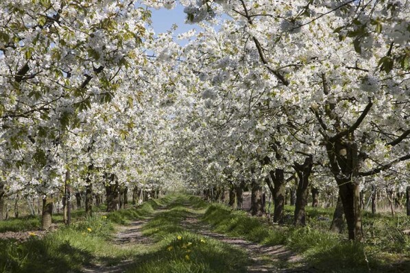 Imagen sin descripción, 1 de 42, botón
