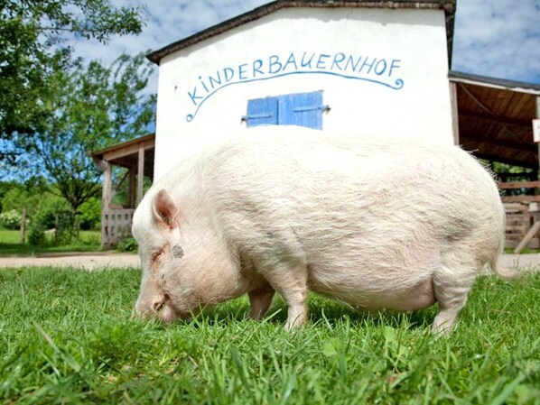 Unclassified image, 1 of 20, button - Twin Room 4 - turquoise - Holiday on the organic farm (Schwerin)