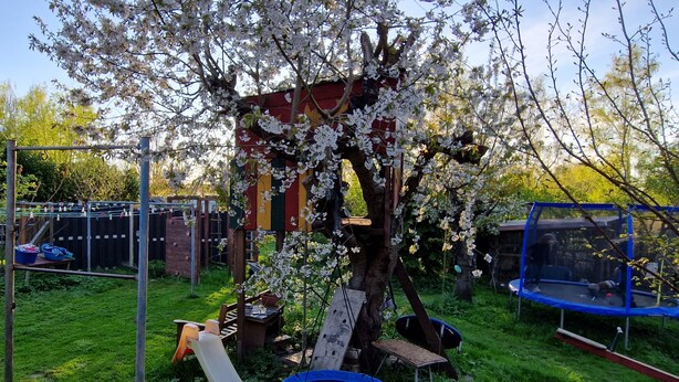 Un arbre aux fleurs blanches, un trampoline et une structure en bois avec un mur rayé de rouge et de jaune.