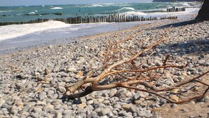 Una playa rocosa con madera a la deriva y un rompeolas de madera.