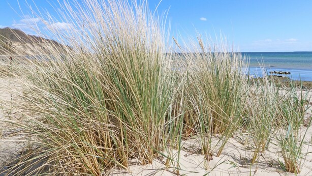 A beach with tall grasses and a clear sky. - Dünenhaus Göhren Whg. 02 with 2 terraces south/west - CSP: Dünenhaus Göhren (Göhren)