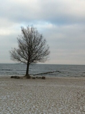 A tree on a sandy beach with the ocean in the background.