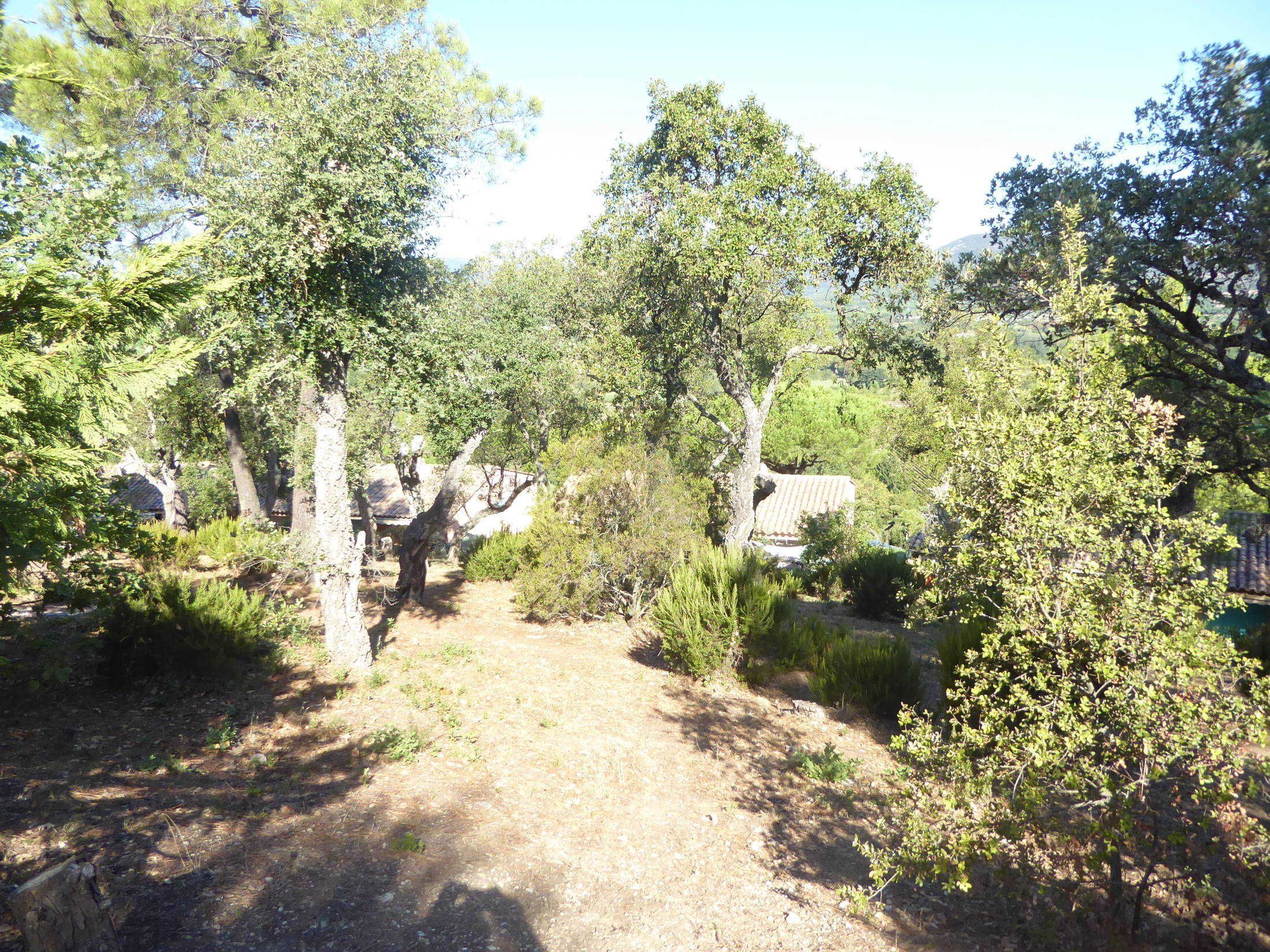 A rustic outdoor area with a dirt path, surrounded by trees and shrubs, leading to a building with a tiled roof.