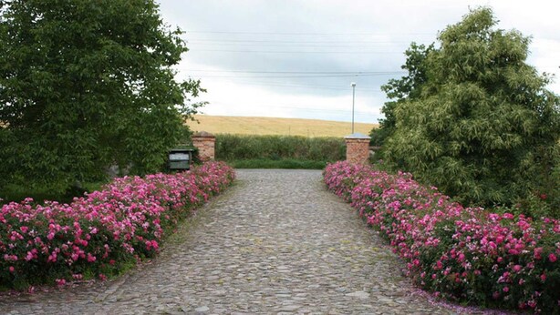 Un sendero adoquinado bordeado de flores rosas brillantes que conduce a un edificio con entrada de ladrillo.
