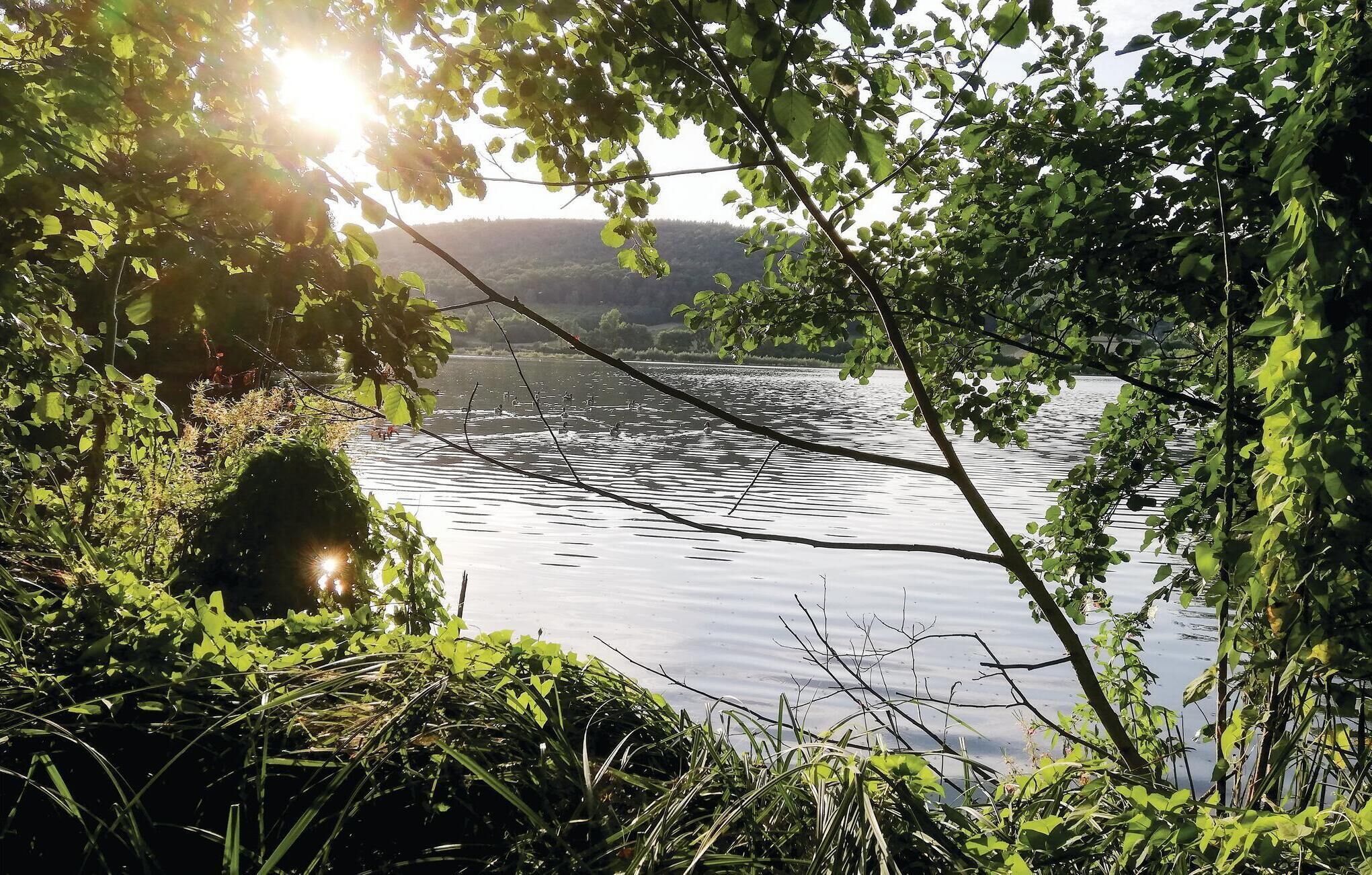 Vista tranquila de um lago, com vegetação densa e superfície da água calma.