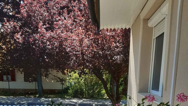 A residential balcony with a white railing, a small potted plant with pink flowers, and a view of a street with a white picket fence and a tree with red leaves. - Holiday home with garden and barbecue (Balatonsz��rszó)