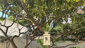 Ein Baum mit einer Laterne, die an seinen Ästen hängt, umgeben von Kieselsteinen und Kakteen.