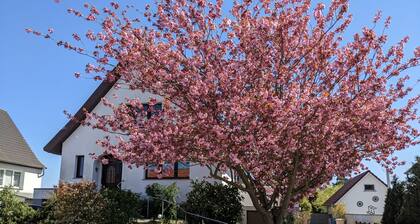 KuR summer - basement apartment - basement apartment