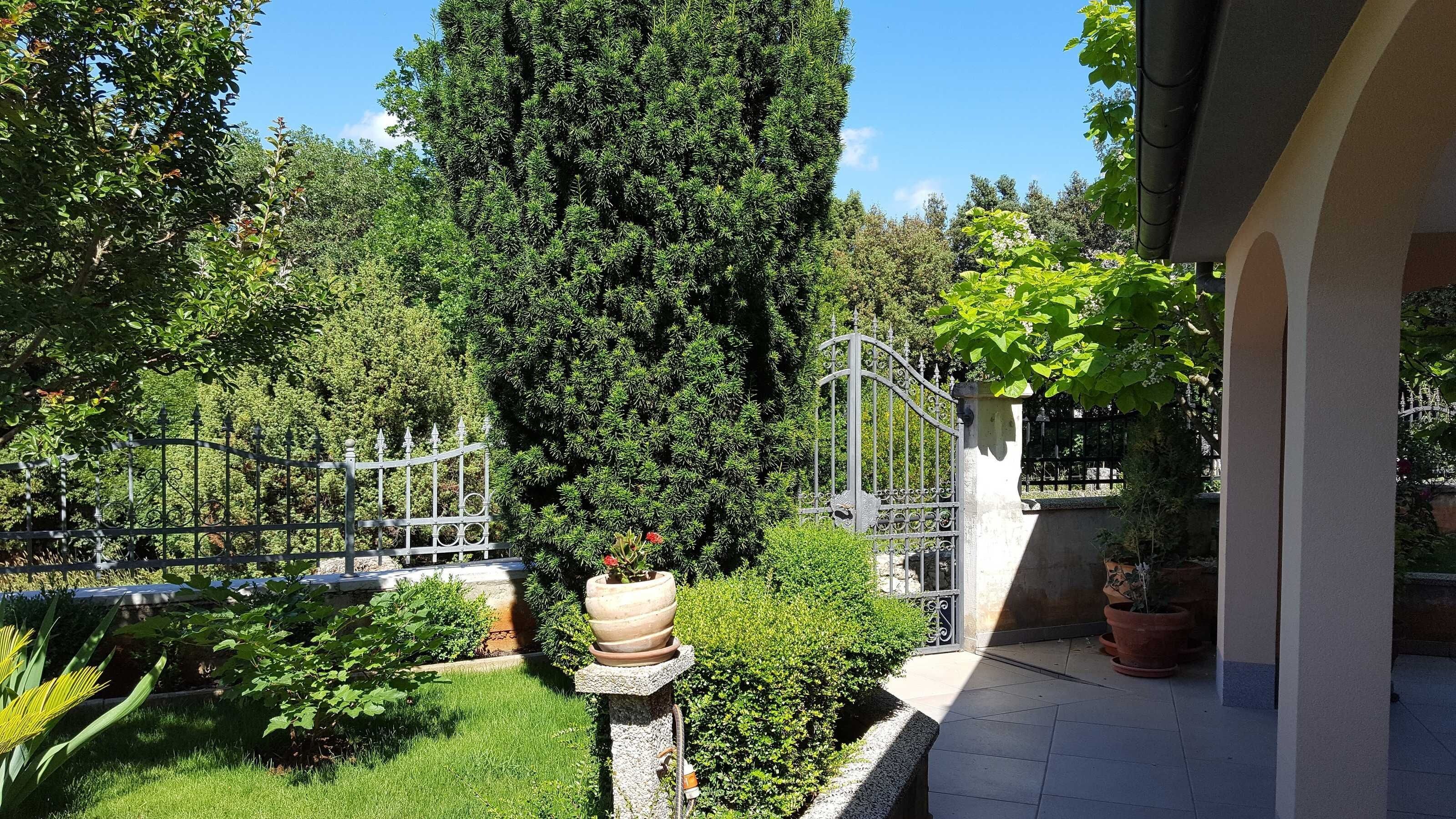 A courtyard with a tall tree, a metal gate, and potted plants.