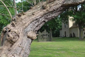 A large tree with a twisted trunk in a grassy area with a building in the background. - Vacation apartment 1 - Green idyll (Borrentin)