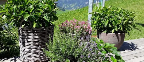 Outdoor potted plants on a wooden deck with a mountainous backdrop.