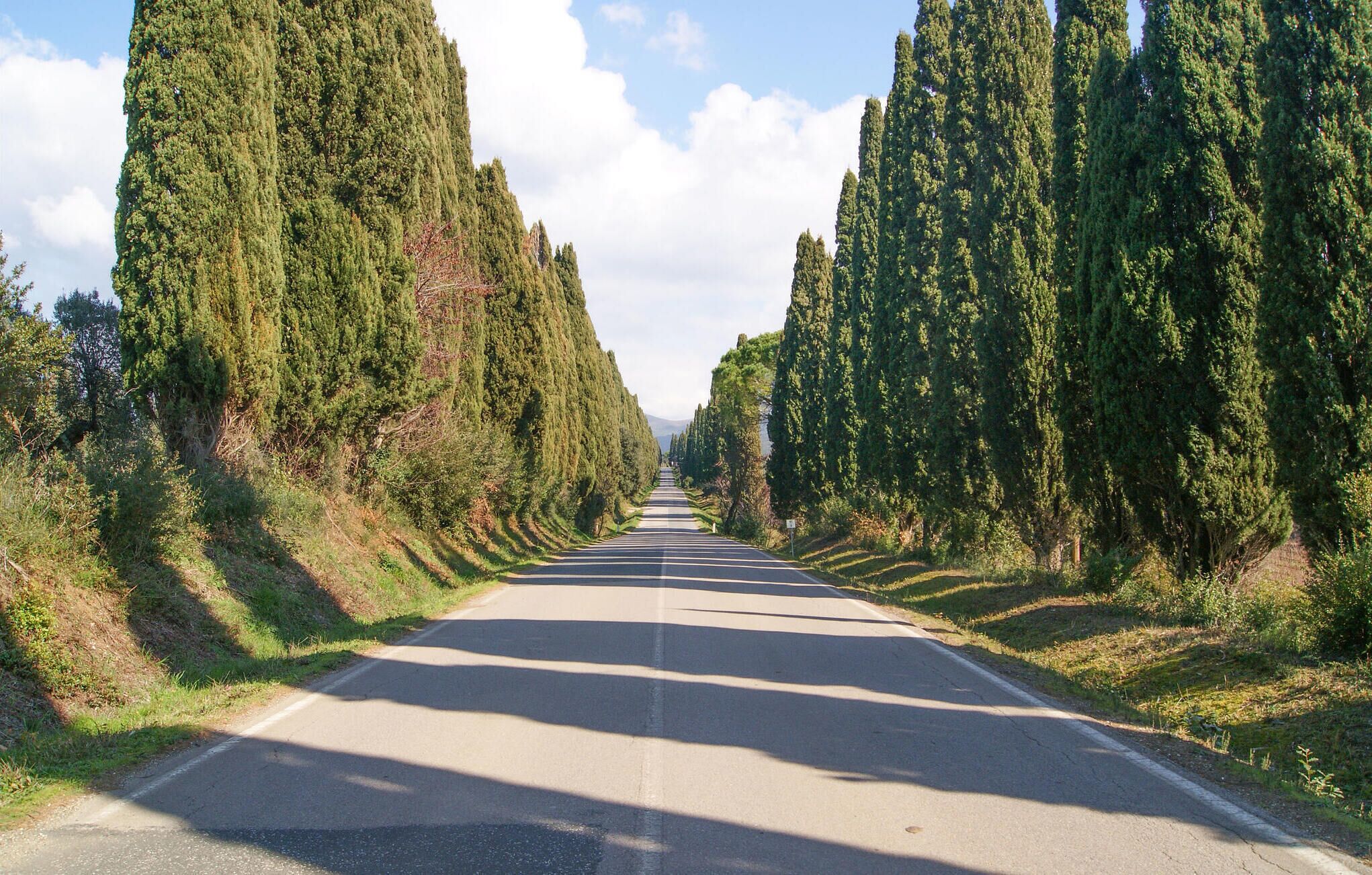 Eine gerade Straße, gesäumt von hohen, schlanken Bäumen.