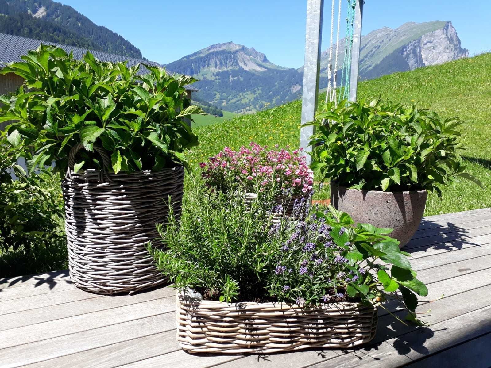 Outdoor potted plants on a wooden deck with a mountainous backdrop.