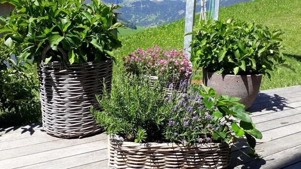 Outdoor potted plants on a wooden deck with a mountainous backdrop.