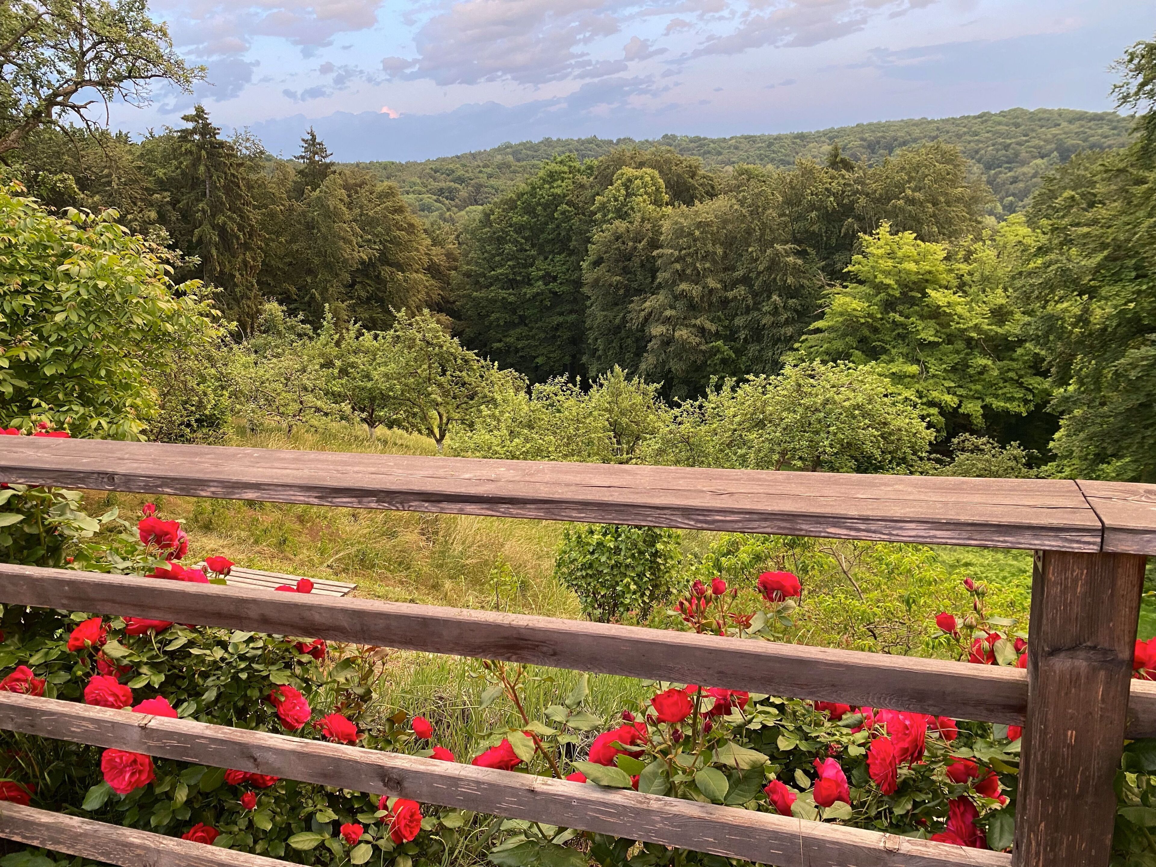 Une balustrade en bois offrant une vue sur une colline boisée et des rosiers rouges en pleine floraison.