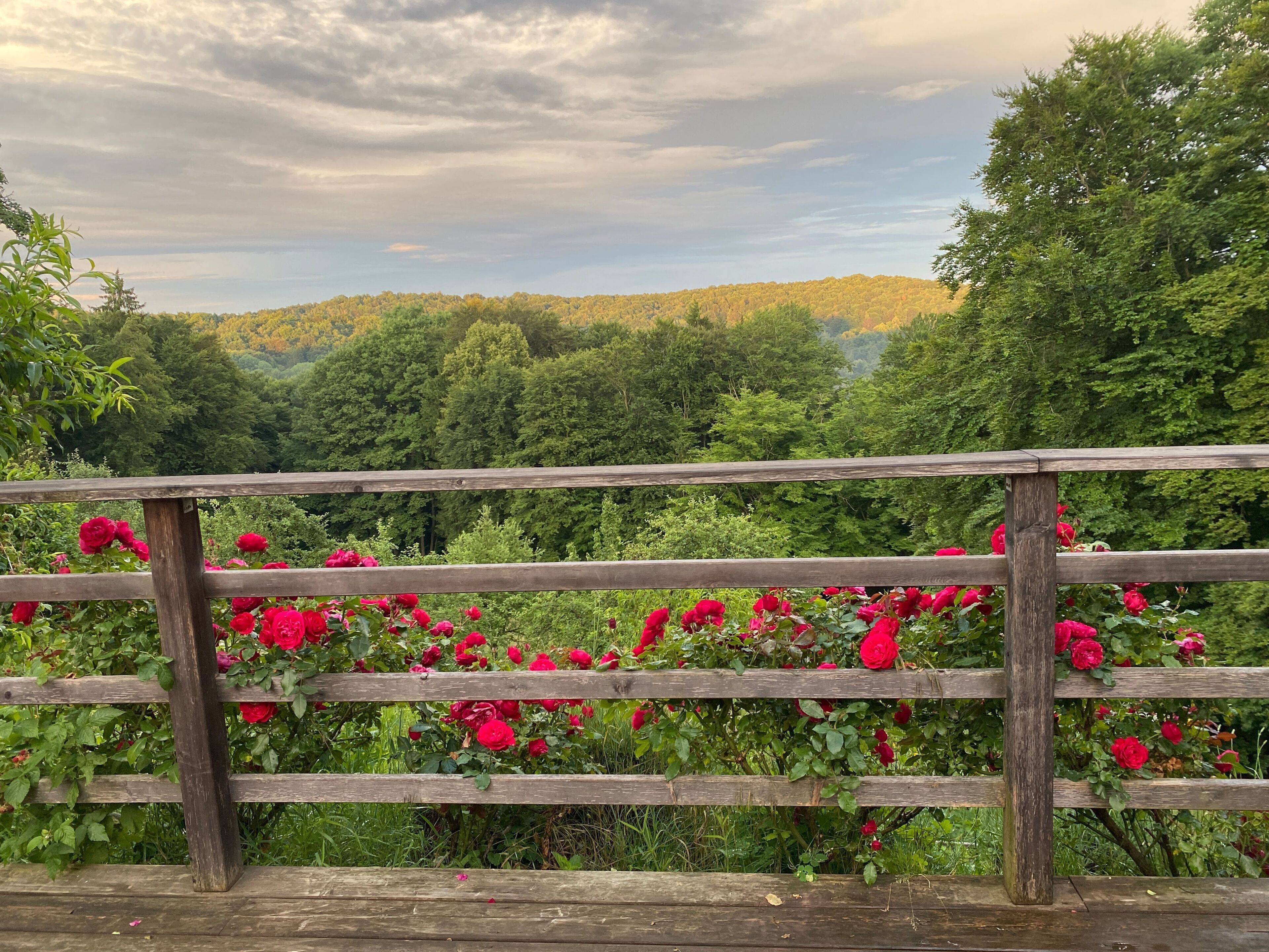 Une clôture en bois offrant une vue sur une colline boisée et parsemée de fleurs rouges en pleine floraison.