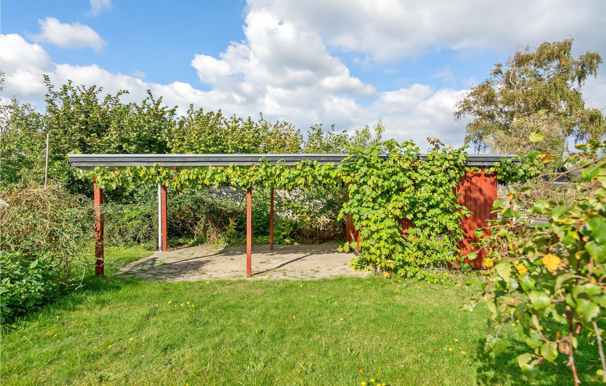 Un jardin agrémenté d’une pergola recouverte de plantes grimpantes vertes, d’un abri de jardin rouge et d’une pelouse parsemée de fleurs jaunes.