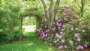 A garden with a wooden archway and blooming rhododendrons.