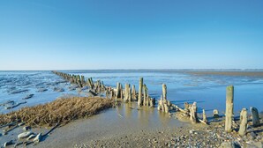 A beach with wooden posts and driftwood, clear blue sky, and calm water.