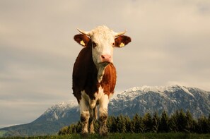 Imagen sin descripción, 3 de 80, botón