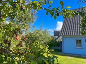 A house with a tiled roof, surrounded by a garden with fruit trees. - Apartment 1 - Apartments in Blu Hus (Kröslin)